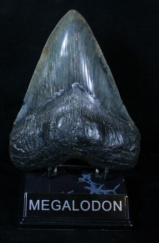 Massive Black Inch Megalodon Tooth #3319